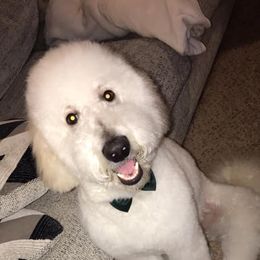 Goldendoodle and Poodle Puppies from 406 Poodles and Doodles