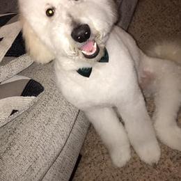Goldendoodle and Poodle Puppies from 406 Poodles and Doodles