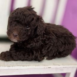 Jellybean - Chocolate male Goldendoodle puppy in Decatur, Tennessee from Diamond's Doodles