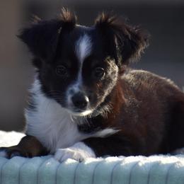 Marigold - Black tri female Miniature American Shepherd puppy in Chocowinity, North Carolina from Foxtail Hollow