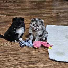 Pomeranian and Yorkshire Terrier Puppies from Pam Ackley