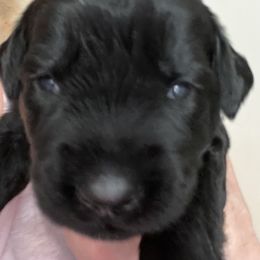 Luna-Purple collar - Black female Giant Schnauzer puppy in Atoka, Oklahoma from Hannah's Haus & Farm