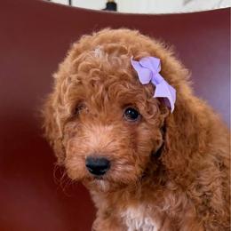 Rapunzel - Red  female Goldendoodle puppy in Charlotte, North Carolina from Barkins and Company