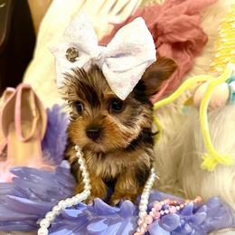 AKC Teacup Princess - Black and tan female Yorkshire Terrier puppy in Fairview, West Virginia from Prims Puppies LLC