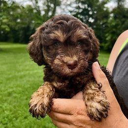 Billy - Brown male Schnoodle puppy in Warrensburg, Missouri from Dreamer Ridge Puppies