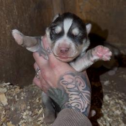 Boy 2 - Sable and white male Siberian Husky puppy in Iron River, Wisconsin from Wiemeri Siberians