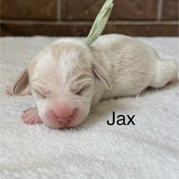 Jax - Tan and white male Beagle puppy in Rogersville, Missouri from Hales Little Beagle Haven