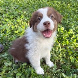 Hunter - Red tri-color male Australian Shepherd puppy in Grants Pass, Oregon from Carmel Mountain Aussies