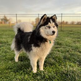 Soka - Pomsky