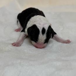 Onyx - Black and white male Sheepadoodle puppy in Los Angeles, California from Exquisite Doodles