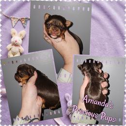 Chocolate Female - Chocolate and tan female Yorkshire Terrier puppy in Wartburg, Tennessee from Amanda's Precious Pups