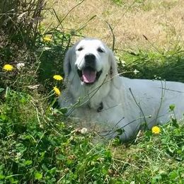 Golden Retrievers from Magnolia Country Hearts