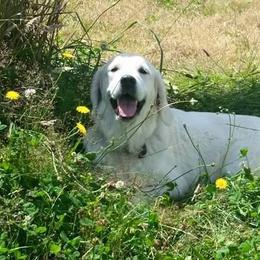 Golden Retrievers from Magnolia Country Hearts