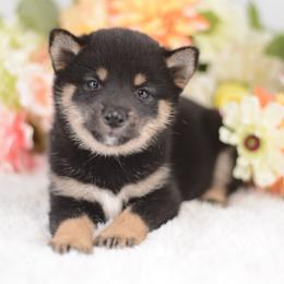 Chino - Black and Tan Girl - Black and tan female Shiba Inu puppy in Neosho, Missouri from Sunny Terrace Shibas