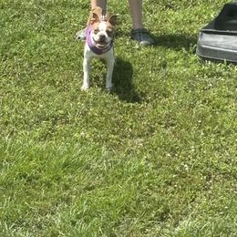 Delilah - Boston Terrier