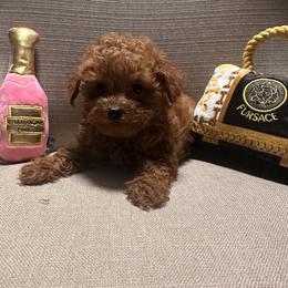 Kaui - Poodle