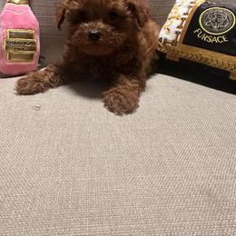 Kaui - Poodle