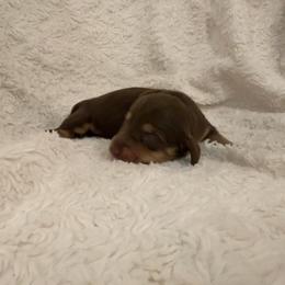 Girl 1 - Chocolate and cream female Dachshund puppy in Santa Maria, California from Central Coast Danes and Dachshunds
