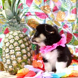 Drizella - White and black female Pembroke Welsh Corgi puppy in Valley, Washington from Corgis of the Mountain Valley