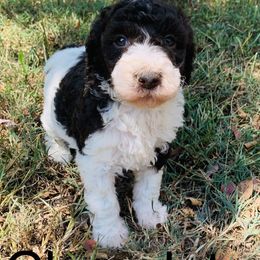 Goldendoodle and Sheepadoodle Puppies from Paw City Doodles