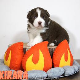 Australian Shepherd Puppies from Starlit Grove Australian Shepherds