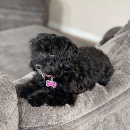 Nova Leigh - Yorkipoo