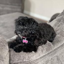 Nova Leigh - Yorkipoo