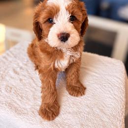 Amber - Red female Bernedoodle puppy in Glendale, Arizona from CocoLove Doodles