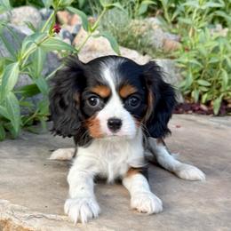 Oliver - Chocolate Gene - Tri-color male Cavalier King Charles Spaniel puppy in Draper, Utah from Peaks Pups & Cavachon Love Chocolate Cavaliers, Cavaliers, Cavachon’s, Cavapoos & Havanese