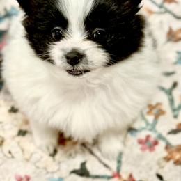 Pomeranian Puppies from ThePomPack