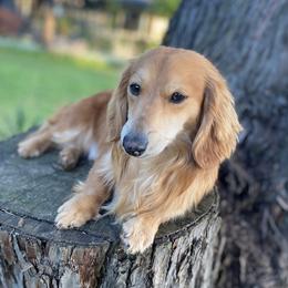Hank - Dachshund