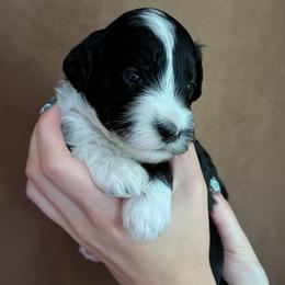 Artemis - Black tri-color female Aussiedoodle puppy in New Durham, New Hampshire from Ridgeview Aussiedoodles