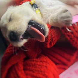 Golden Retriever Puppies from Great Lakes Golden Retreivers