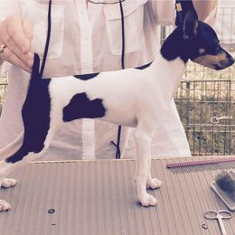 Pumik and Toy Fox Terriers from Ter-Lee Toy Fox Terriers & Pumik