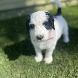 Bernedoodle Puppies from SoCal Bernedoodles