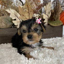 Female tradicional - Black and tan female Yorkshire Terrier puppy in Denver, Colorado from Melrey's paws