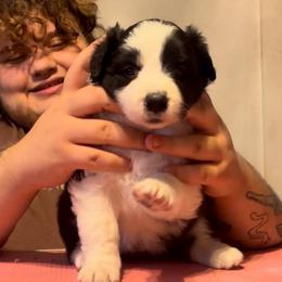 Wren - Black female Border Collie puppy in Concord, Vermont from White Rabbit Border Collies