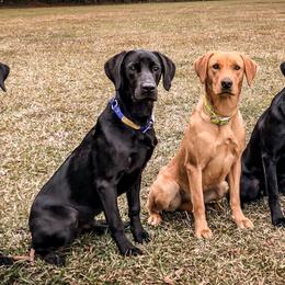 Labrador Retrievers from Southern Oak Kennel - East
