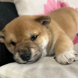 Cleothis - Sesame male Shiba Inu puppy in Ewing Township, New Jersey from NJ Shiba Baby
