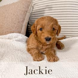 Jackie - Red  male Goldendoodle puppy in Melba, Idaho from KZ Doodles