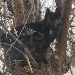 Star -Active - Schipperke