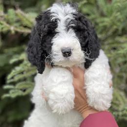 Red collar boy - male Newfypoo puppy in Fairfield, California from Twin Sisters Doodles