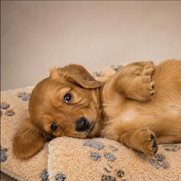 Blaze - Red male Dachshund puppy in Greenfield, Ohio from Buck Run Creek Dachshunds