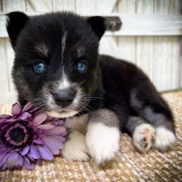 Zoe - Black and white female Siberian Husky puppy in Union Grove, Alabama from Southern Siberian Life