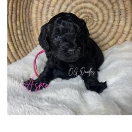 Aspen - Black female Goldendoodle puppy in Cleveland, Georgia from The O.G. Doodles