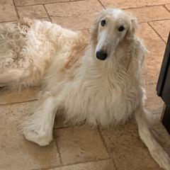 Silver - Borzoi