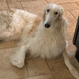 Silver - Borzoi
