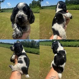Boy 1 - Blue roan male English Cocker Spaniel puppy in Millen, Georgia from Pine Hill Kennels