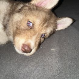Siberian Husky Puppies from Southern Siberian Huskies of SW Florida