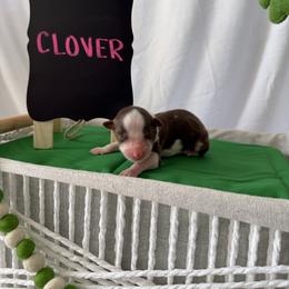 Clover - Red tri-color female Australian Shepherd puppy in Weeki Wachee, Florida from Ace of Spades Australian Shepherds